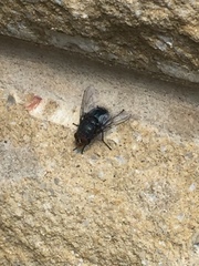 Calliphora