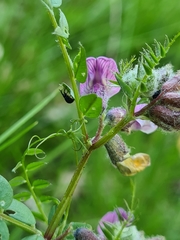 Eutrichapion punctigerum