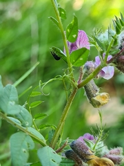 Eutrichapion punctigerum