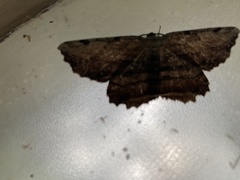 Lytrosis