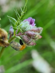 Eutrichapion punctigerum