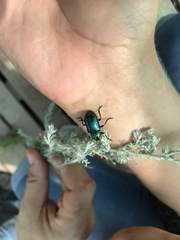 Chrysochares asiaticus