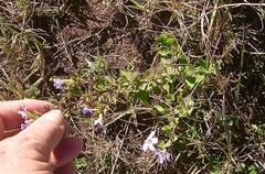 Chaenostoma campanulatum