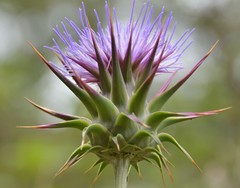Cynara algarbiensis