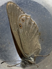 Coenonympha haydenii