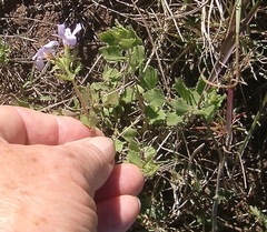Chaenostoma campanulatum