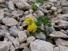 Alyssum wulfenianum ovirense