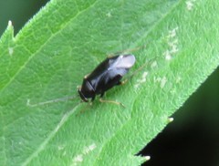 Slaterocoris