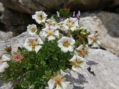 Potentilla clusiana