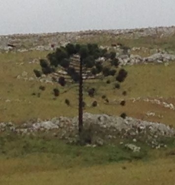 Araucaria angustifolia, photographed by an iNaturalist contributor