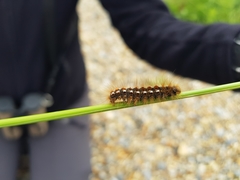 Euproctis chrysorrhoea