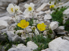 Papaver alpinum