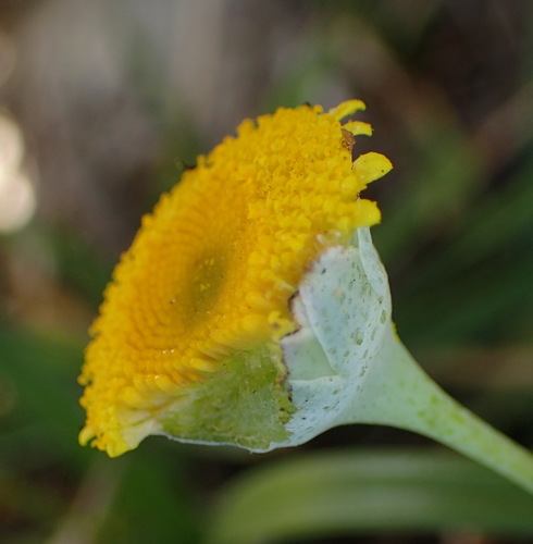 Image of Cotula discolor by (c) Nicola van Berkel, some rights reserved (CC BY-SA)