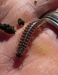 Pseudopolydesmus pinetorum