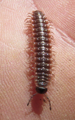 Pseudopolydesmus pinetorum