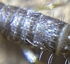 Pogonognathellus dubius