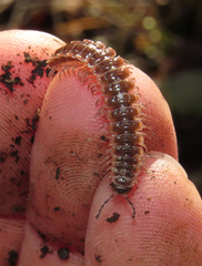 Pseudopolydesmus pinetorum