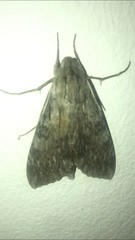 Erinnyis yucatana