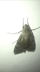 Erinnyis yucatana