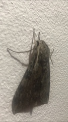 Erinnyis yucatana