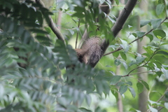 Callosciurus erythraeus