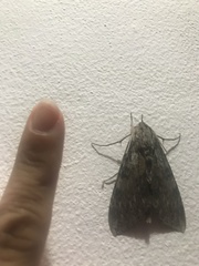 Erinnyis yucatana