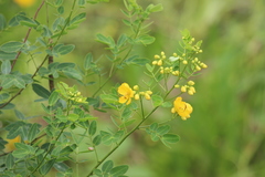 Senna bicapsularis