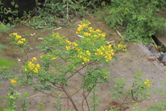 Senna bicapsularis