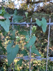 Convolvulus farinosus