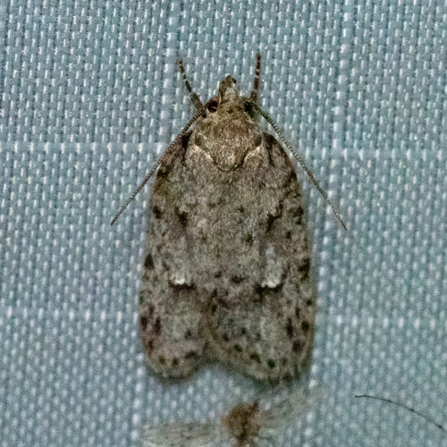 Bog Bibarrambla Moth photo 5