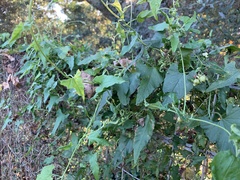 Convolvulus farinosus