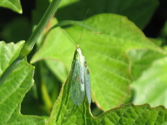 Chrysopa chi