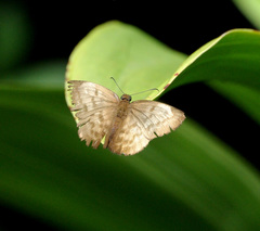 Achlyodes