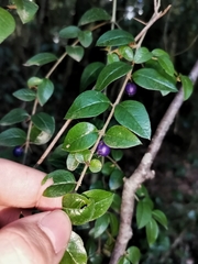 Rhaphithamnus spinosus