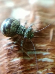 Mesopsocus unipunctatus