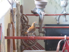 Thryophilus rufalbus