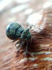 Mesopsocus unipunctatus