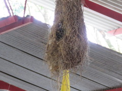 Thryophilus rufalbus