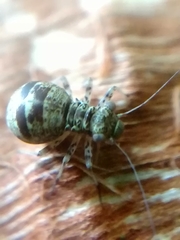 Mesopsocus unipunctatus