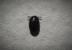 Diaperinae
