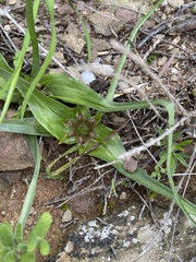 Colchicum longipes