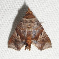 Radara nealcesalis