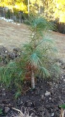 Pinus maximartinezii