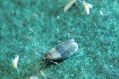 Sciota fumella