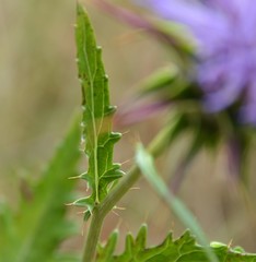 Cynara algarbiensis