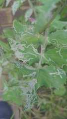 Phytomyza syngenesiae group