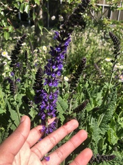 Salvia