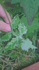 Phytomyza syngenesiae group