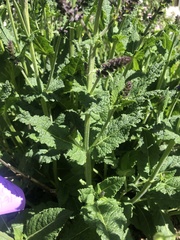 Salvia