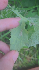 Phytomyza syngenesiae group